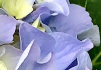 a close up of a purple flower