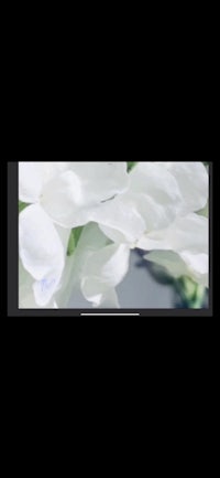 white flowers on a black background