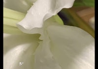 a close up of a white flower with water droplets on it