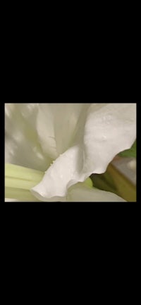 a close up of a white flower on a black background